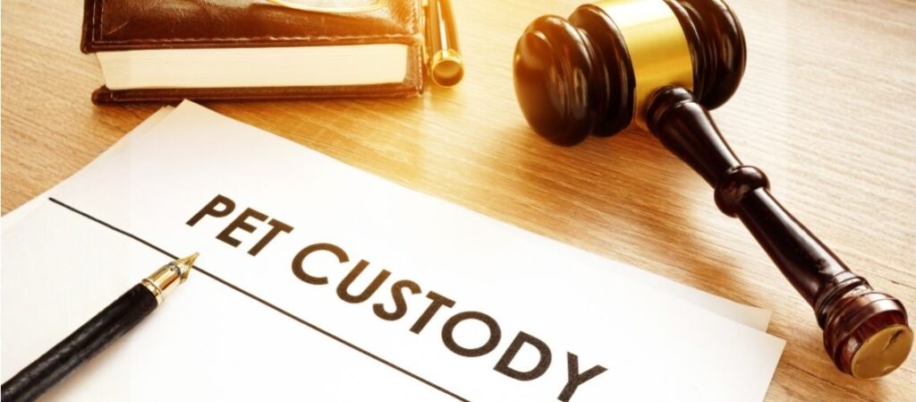 Pet Custody in Washington: How Courts Decide Who Keeps the Pets